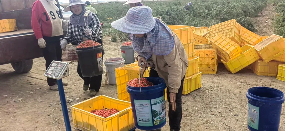 供应链与交付协同